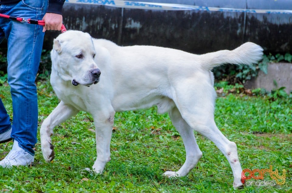 Expoziţie canină, Oradea