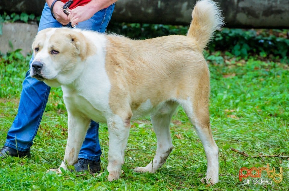 Expoziţie canină, Oradea