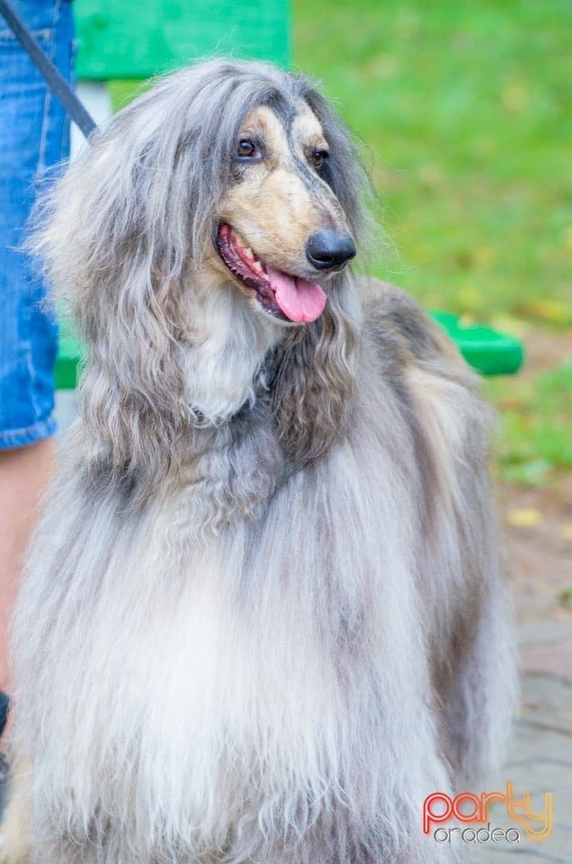 Expoziţie canină, Oradea