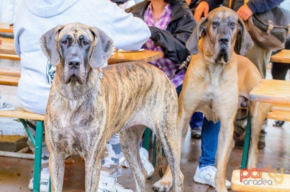 Expoziţie canină, Oradea