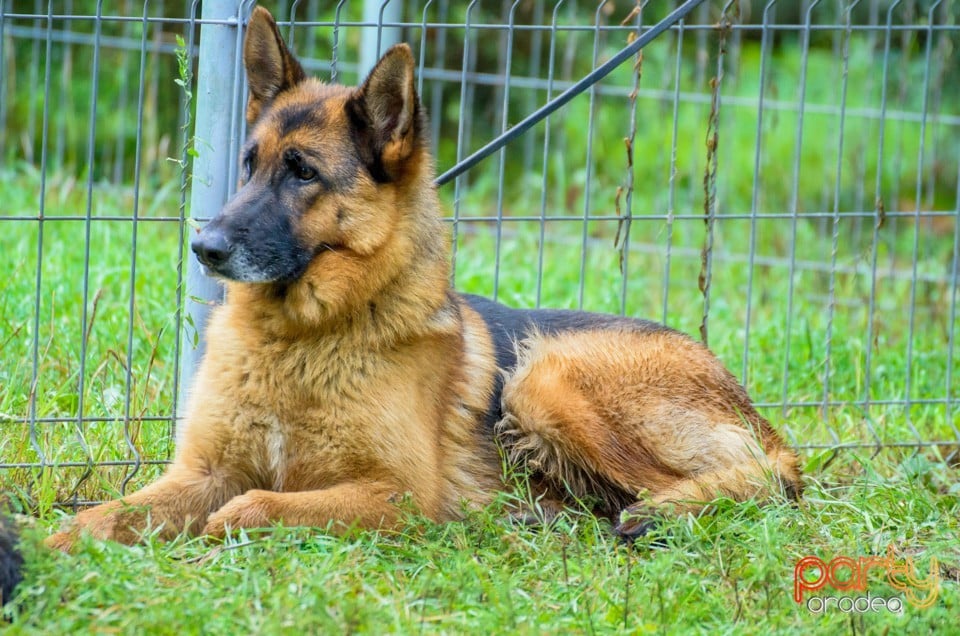 Expoziţie canină, Oradea