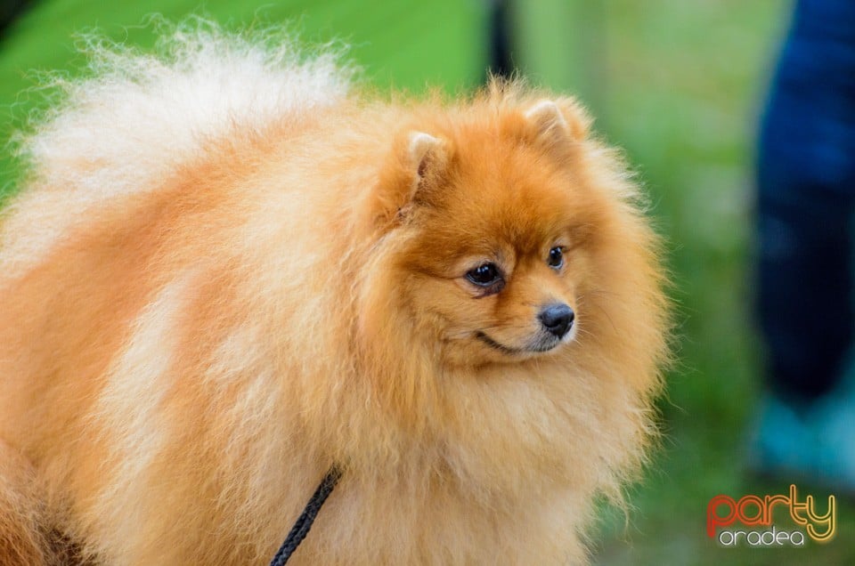Expoziţie canină, Oradea
