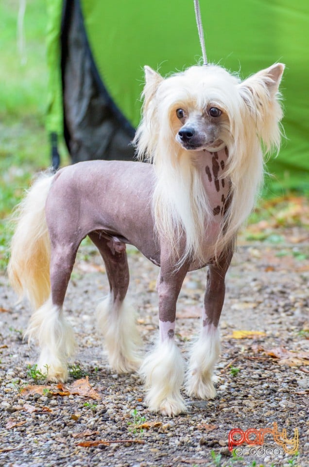 Expoziţie canină, Oradea