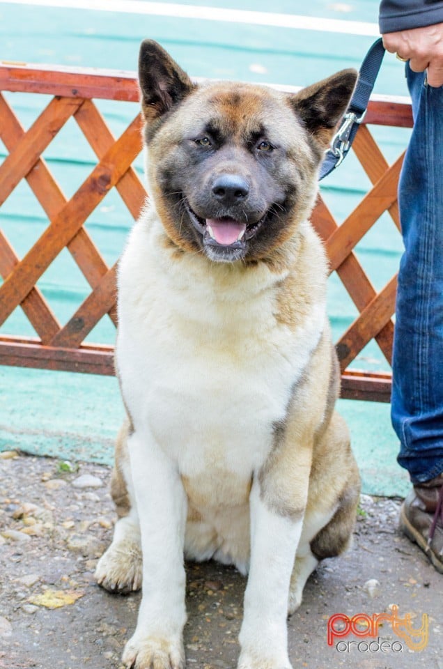 Expoziţie canină, Oradea