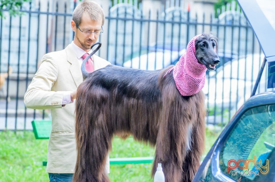 Expoziţie canină, Oradea