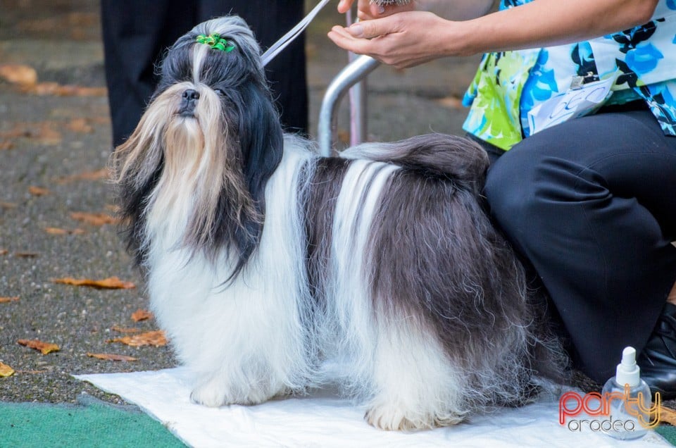 Expoziţie canină, Oradea