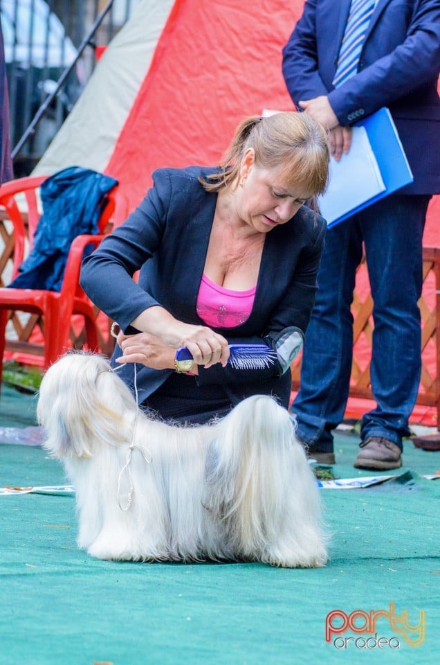 Expoziţie canină, Oradea