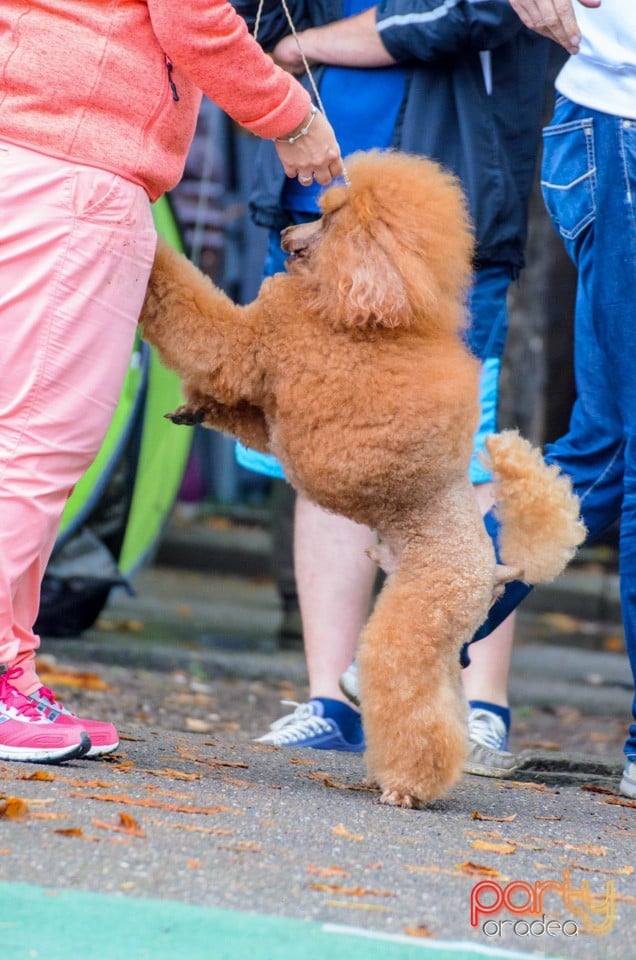 Expoziţie canină, Oradea