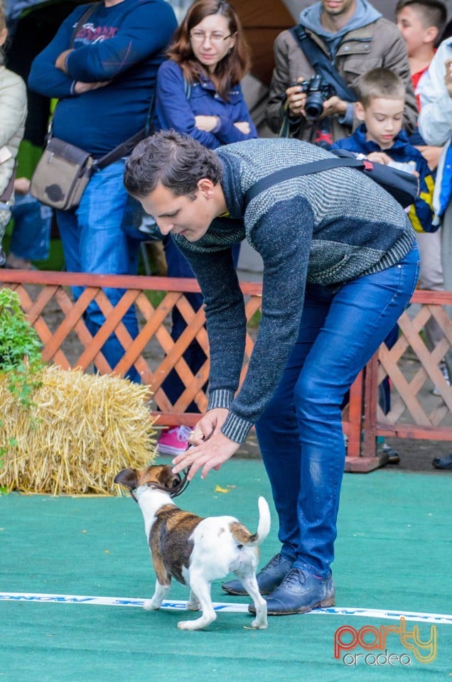 Expoziţie canină, Oradea