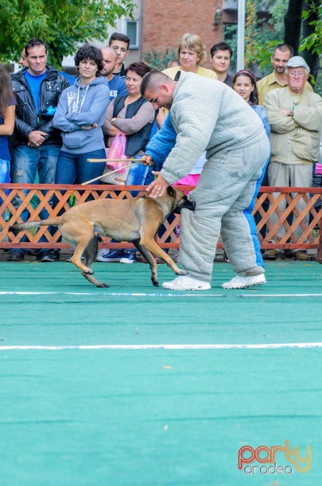 Expoziţie canină, Oradea