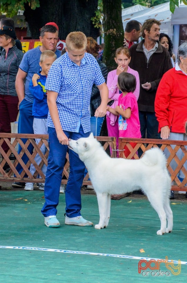 Expoziţie canină, Oradea