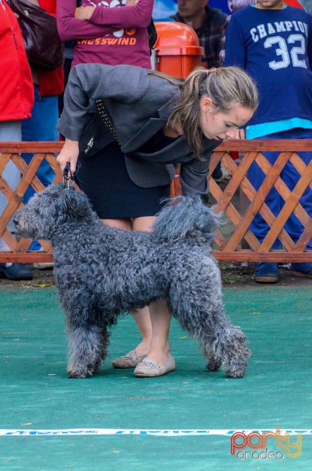 Expoziţie canină, Oradea