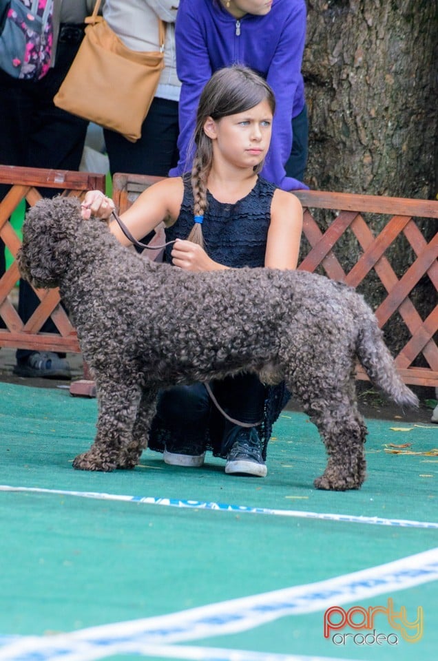 Expoziţie canină, Oradea