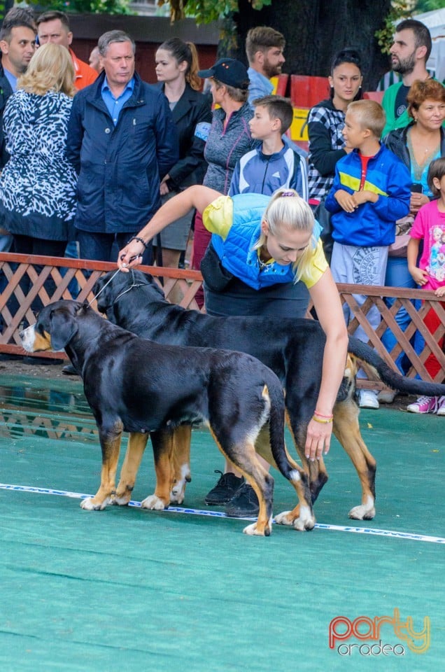 Expoziţie canină, Oradea