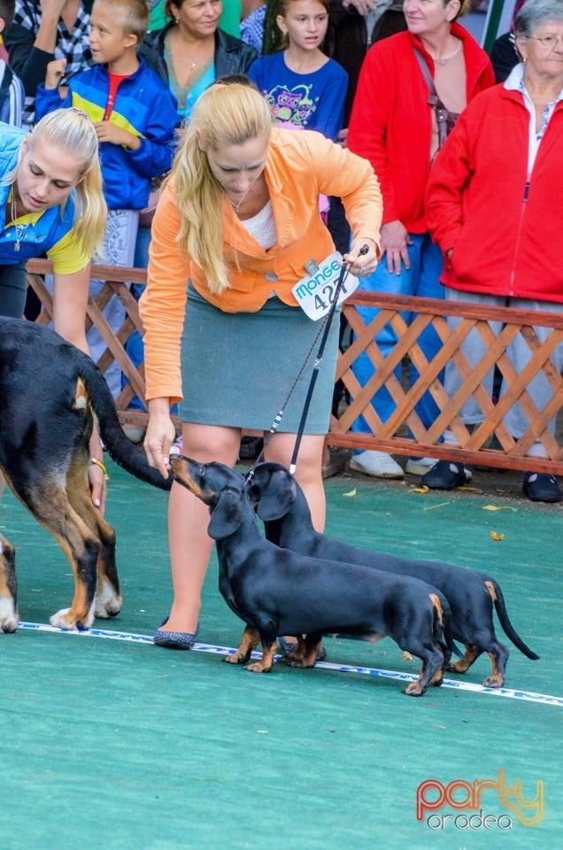 Expoziţie canină, Oradea