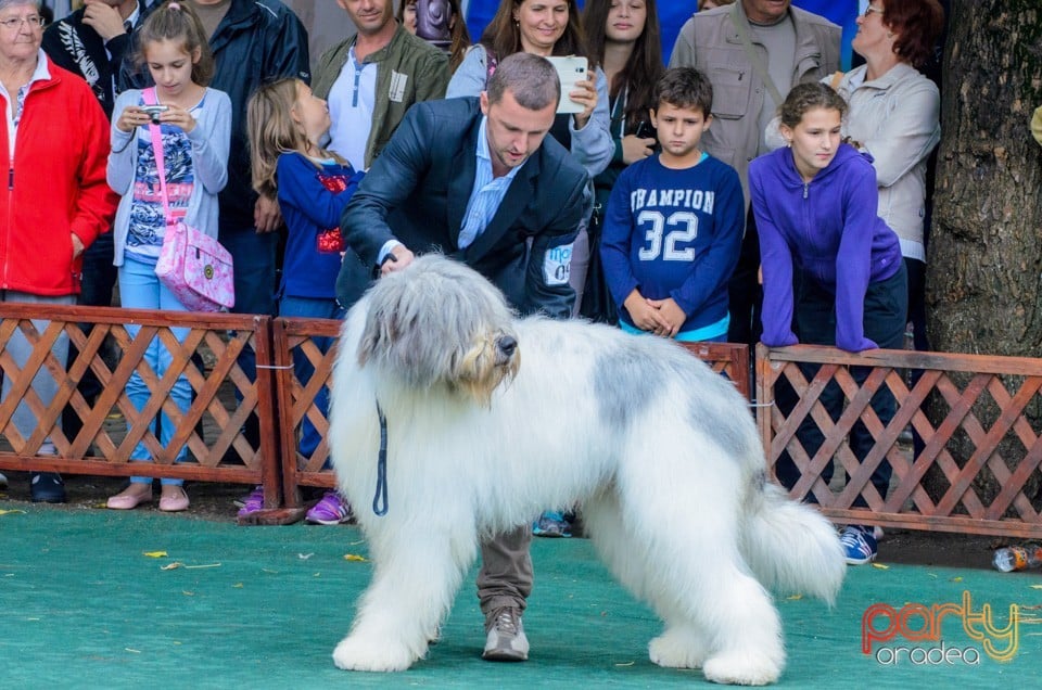 Expoziţie canină, Oradea