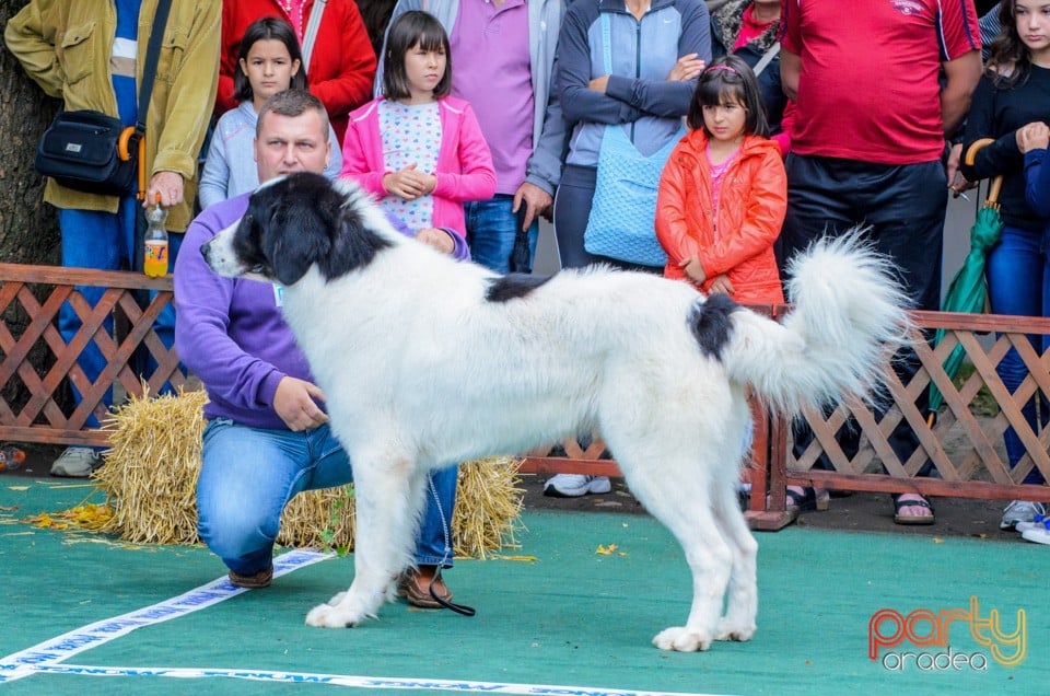 Expoziţie canină, Oradea