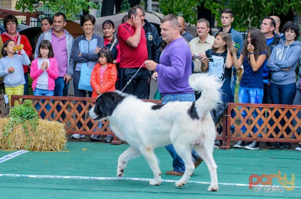 Expoziţie canină, Oradea