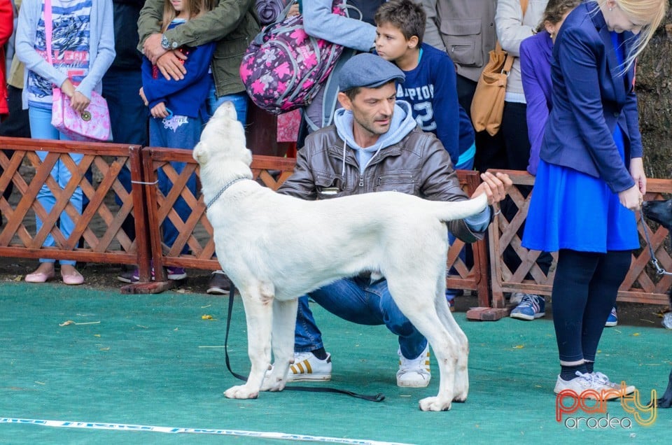 Expoziţie canină, Oradea