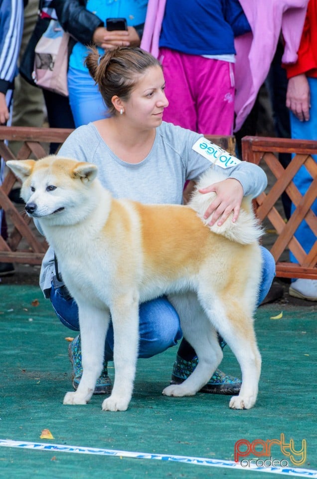 Expoziţie canină, Oradea