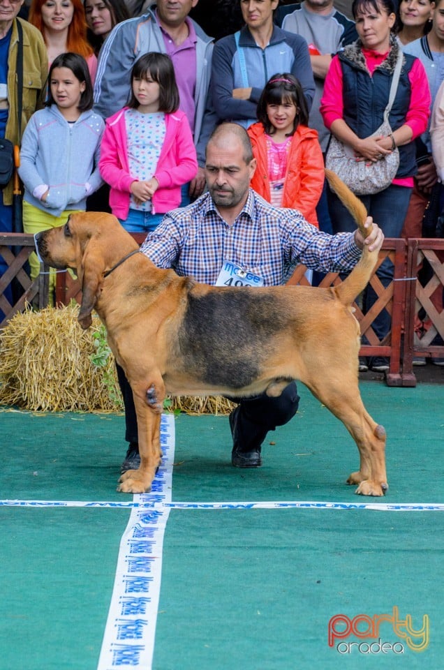 Expoziţie canină, Oradea