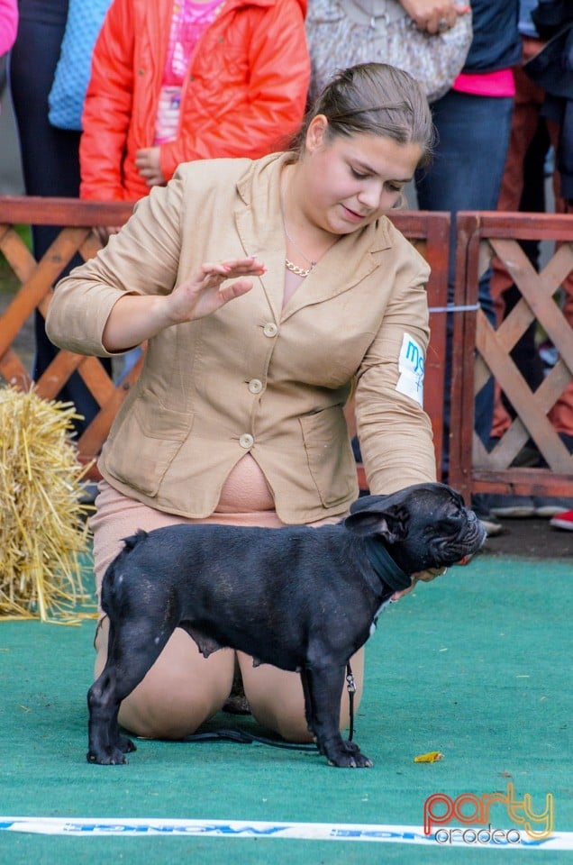 Expoziţie canină, Oradea