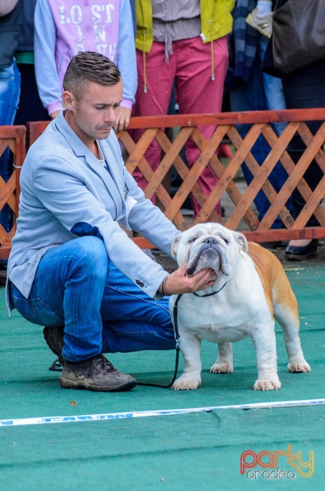 Expoziţie canină, Oradea