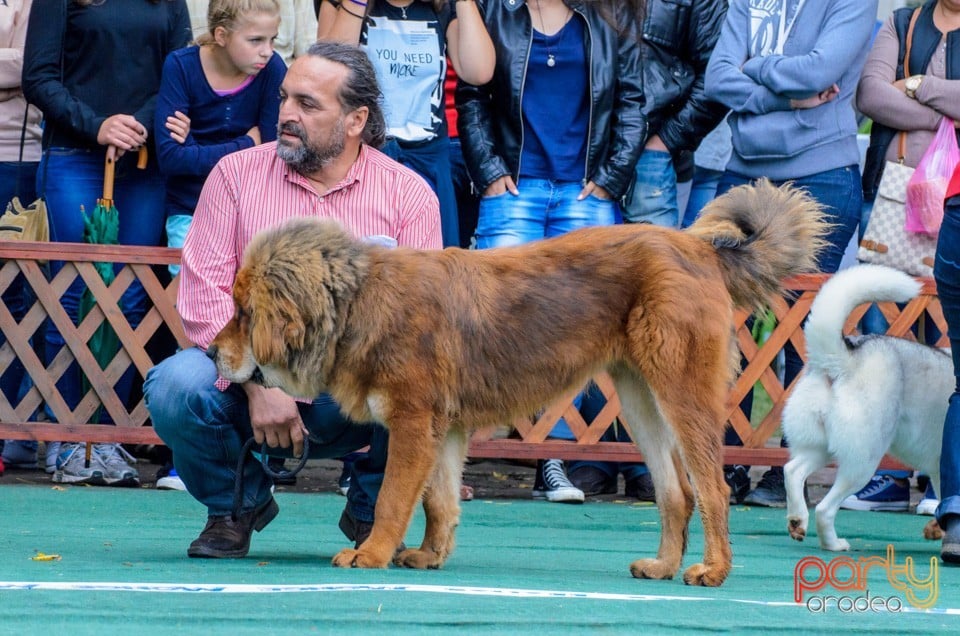 Expoziţie canină, Oradea