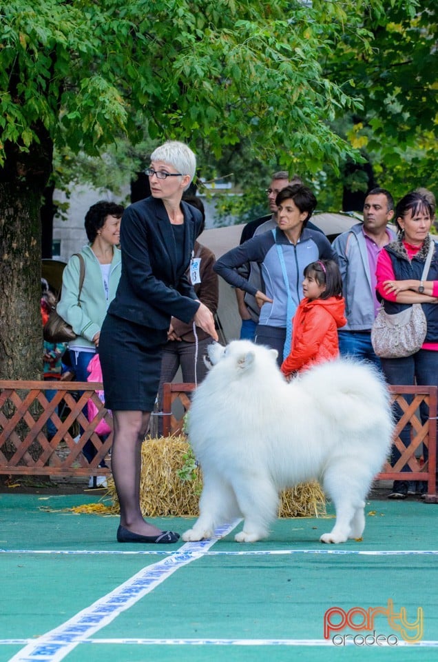 Expoziţie canină, Oradea