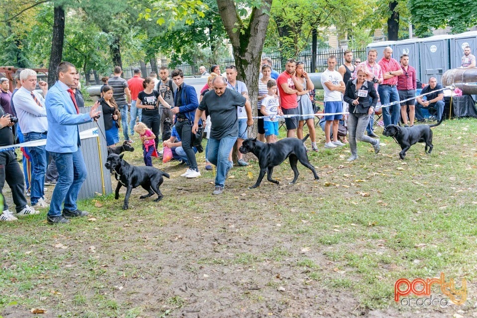 Expoziţie canină, Oradea