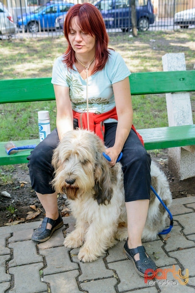 Expoziţie canină, Oradea