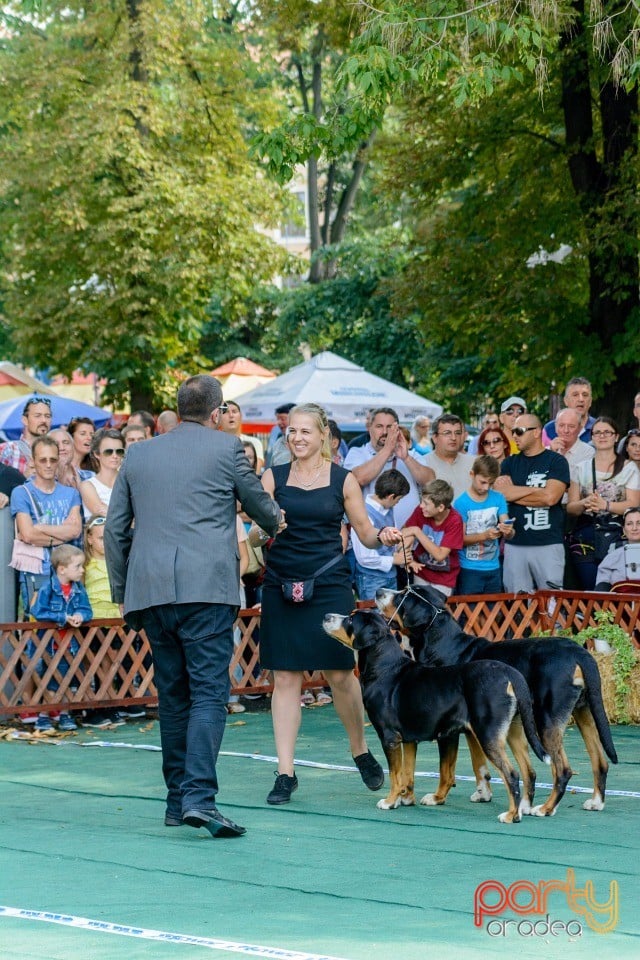 Expoziţie canină, Oradea