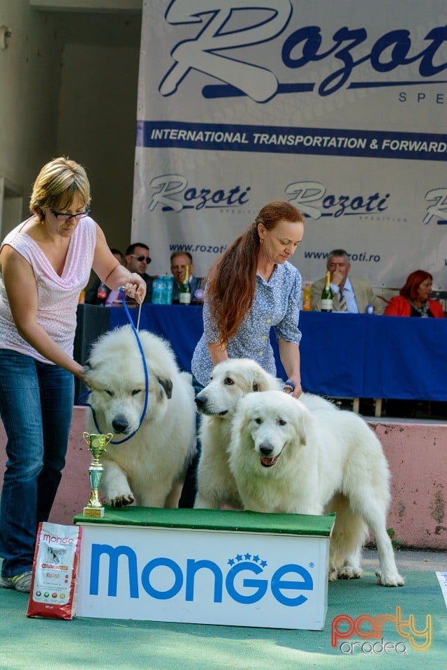 Expoziţie canină, Oradea