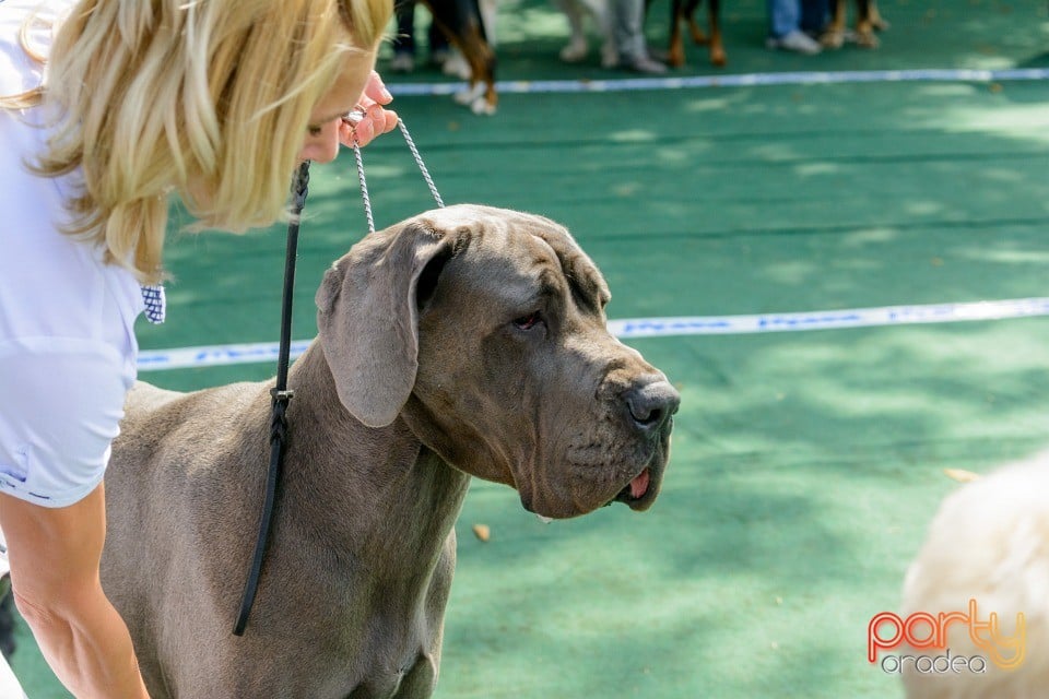 Expoziţie canină, Oradea