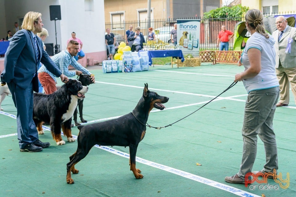 Expoziţie canină, Oradea