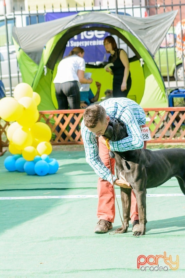 Expoziţie canină, Oradea