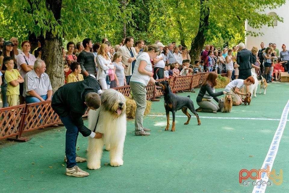 Expoziţie canină, Oradea