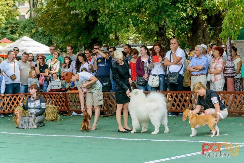 Expoziţie canină, Oradea