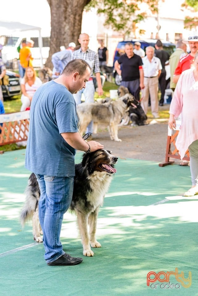 Expoziţie de frumuesţe canină, Oradea