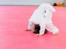 Micii judoka la Examen de Mon