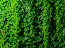 Voie bună la Vine Summer Garden & Grill